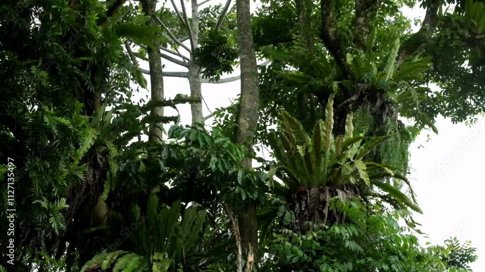 Poster trees and leaves in the forest sway quickly in the wind. lush leaves. view of the forest. real time 