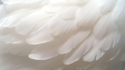 Fototapeta premium Delicate white feathers display intricate patterns and textures illuminated softly by natural light