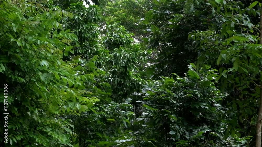 Poster trees and leaves in the forest sway quickly in the wind. lush leaves. view of the forest. real time 