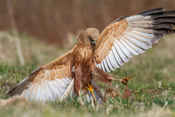 Birds of prey male Marsh harrier Circus aeruginosus, hunting time Poland Europe spring time April two fighting birds