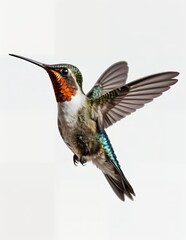 Fototapeta premium A stunning close-up captures a ruby-throated hummingbird mid-flight, its iridescent feathers shimmering against a clean white backdrop. The vibrant colors and detail are breathtaking.