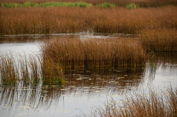 Beautiful marsh view, Sakha Yakutia, Russia