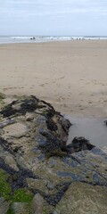 Baby mussels and barnacles on the rocks at Perranporth Beach
