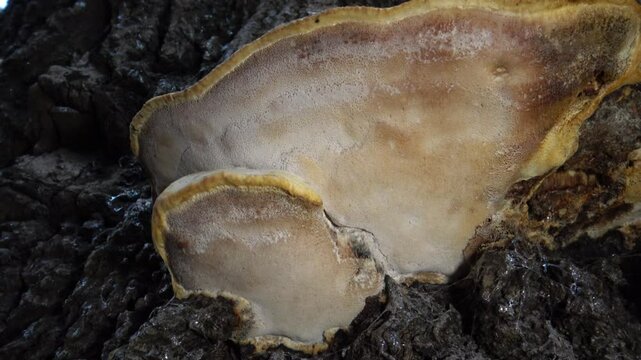 The big tinder fungus (Polyporaceae) on an old tree in an autumn park