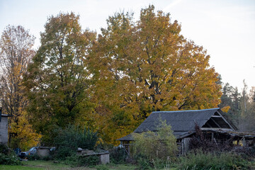 old barn in the countryside, trees in autumn colors, golden sunset light