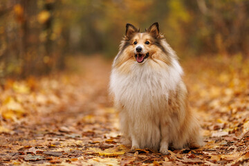 A graceful Collie sits peacefully among colorful autumn leaves.