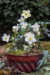 Christrosen (Helleborus niger) in alter Gugelhupfform als Winter-Gartendekoration	
