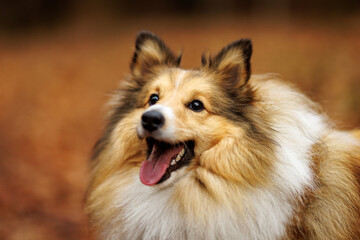 Fluffy shetland sheepdog autumn portrait.