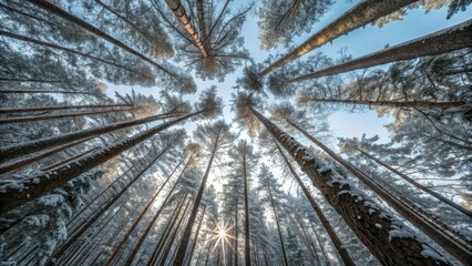 A low angle view of snow-covered trees reaching up towards the sun in a winter forest