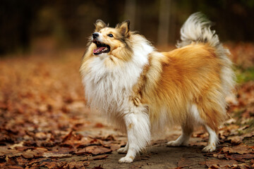 Shetland sheepdog stands proudly among colorful autumn leaves