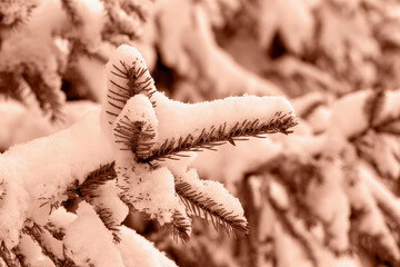 Winter. Close-up of spruce branch under snow. Winter Mocha brown background for your design. Demonstrating color of 2025 year