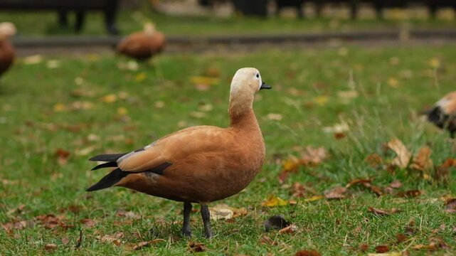 Ogar, the vibrant red duck, foraging for food and meandering in a lush, green park, offering a glimpse of serene outdoor life