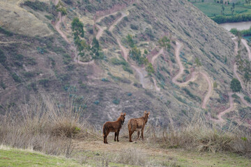 Two brown donkeys in the Peruvian Andes 