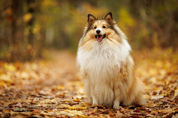 A lively and energetic Shetland Sheepdog sits joyfully among the vibrant autumn leaves