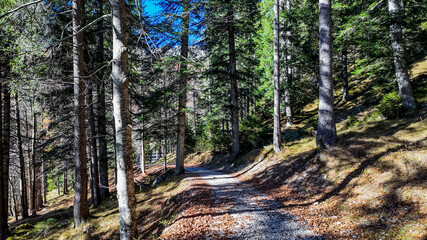 Scenic forest trail with sunlight filtering through pine trees, ideal for hiking and nature escape concepts