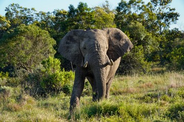 Obraz premium Elephant spreading his ears