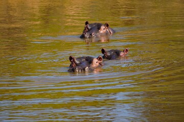 Hippos on a dive