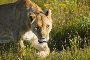 Lioness on the hunt