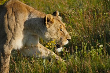 Lioness sneaking in the grass
