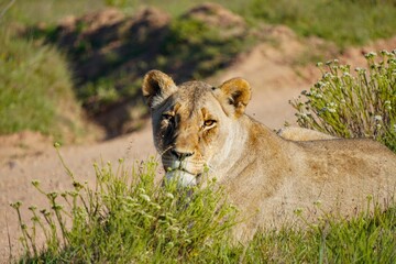 Lioness relaxing in the flowers