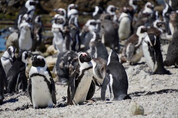 Naklejka premium Penguin crowd at the beach