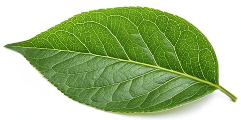 Obraz premium A single green leaf with intricate veins and a smooth, glossy texture, isolated on a white background.