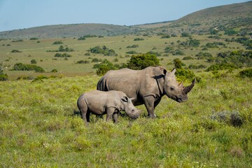Naklejka premium Rhino baby with mother