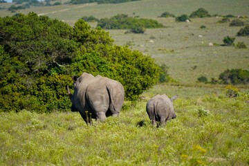 Obraz premium Mama & baby rhino walking away
