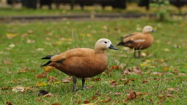 Majestic Ogar, or red duck, eating and exploring a peaceful park, showcasing the simple beauty of wildlife and nature