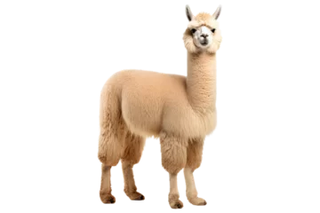 Gordijnen Funny lama in full height isolated on transparent background. © Olexandra