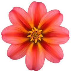 Fototapeta premium Vibrant pink flower with orange and yellow accents, showcasing delicate petals and intricate details. stunning representation of nature beauty and color