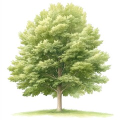 A vibrant green tree stands tall against a white backdrop, showcasing its lush foliage and strong trunk, Ideal for nature themes, environmental campaigns, or wellness projects,