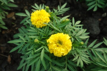 Marigold flowers in the garden. Marigold is a genus of flowering plants