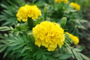 Marigold flowers in the garden. Marigold is a genus of flowering plants