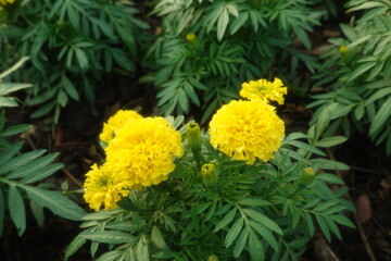 Marigold flowers in the garden. Marigold is a genus of flowering plants