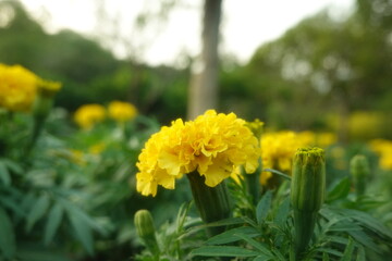 Marigold flowers in the garden. Marigold is a genus of flowering plants