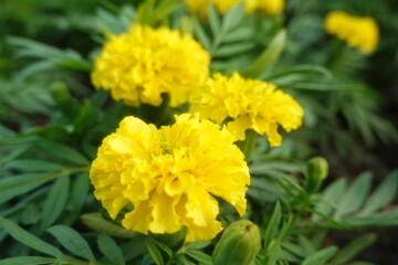 Marigold flowers in the garden. Marigold is a genus of flowering plants