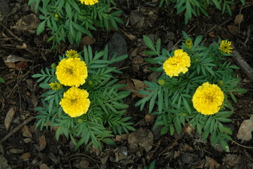 Marigold flowers in the garden. Marigold is a genus of flowering plants