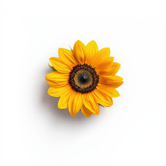 Bright sunflower with vibrant yellow petals and dark center, showcasing natural beauty and freshness. Perfect for floral arrangements or nature themed designs