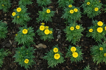 Marigold flowers in the garden. Marigold is a genus of flowering plants