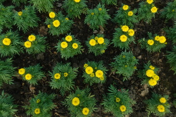 Marigold flowers in the garden. Marigold is a genus of flowering plants
