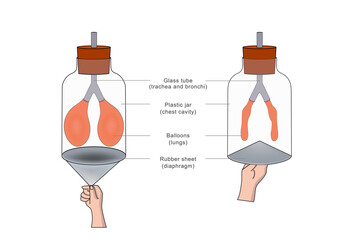 A breathing model shows lung function, simulating airflow with balloons and a diaphragm structure