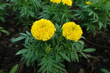 Marigold flowers in the garden. Marigold is a genus of flowering plants