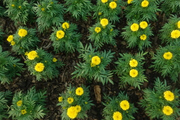Marigold flowers in the garden. Marigold is a genus of flowering plants