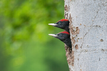 Black Woodpecker Chicks (Dryocopus martius) curiously peeking out from their tree cavity nest,...