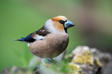 Hawfinch (Coccothraustes coccothraustes) displaying its powerful beak and vibrant plumage, perched on a mossy log in a tranquil green forest setting, emphasizing its sharp gaze and unique features.