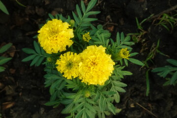 Marigold flowers in the garden. Marigold is a genus of flowering plants
