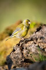 European greenfinch (Carduelis chloris) perched on a textured tree trunk in a sunlit forest clearing, displaying its vibrant green and yellow plumage with a serene and natural background.