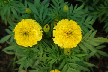 Marigold flowers in the garden. Marigold is a genus of flowering plants