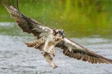 Osprey (Pandion haliaetus) flying away triumphantly with a freshly caught fish, water droplets...